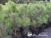 Pušis juodoji (lot. Pinus nigra)